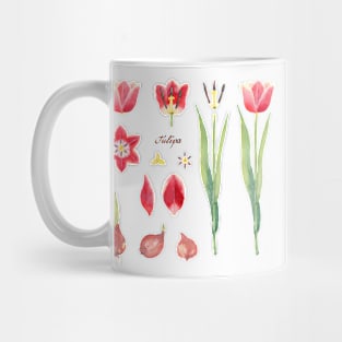 Botanical Set of Tulip. Watercolor illustration. Mug